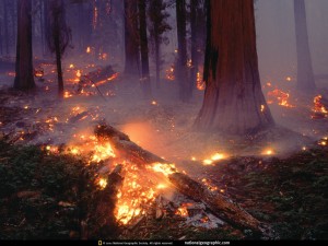 sequoia-forest-fire-505503-lw